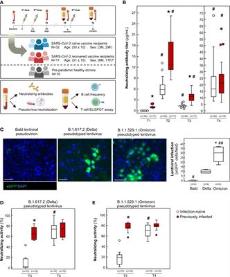 Long-term adaptive response in COVID-19 vaccine recipients and the effect of a booster dose